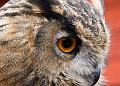 (F) European Eagle Owl (face)